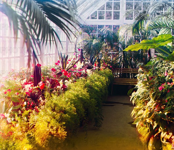 In a conservatory, between 1905 and 1915. Creator: Sergey Mikhaylovich Prokudin-Gorsky.