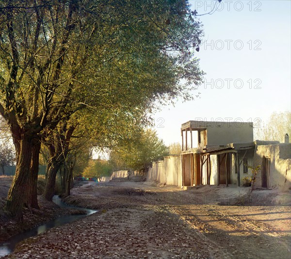 Cape Zelenyi: cluster of Japanese maples, orange trees in the foreground, between 1905 and 1915. Creator: Sergey Mikhaylovich Prokudin-Gorsky.