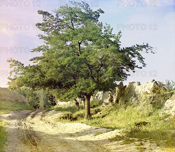 Mulberry tree, Samarkand, between 1905 and 1915. Creator: Sergey Mikhaylovich Prokudin-Gorsky.