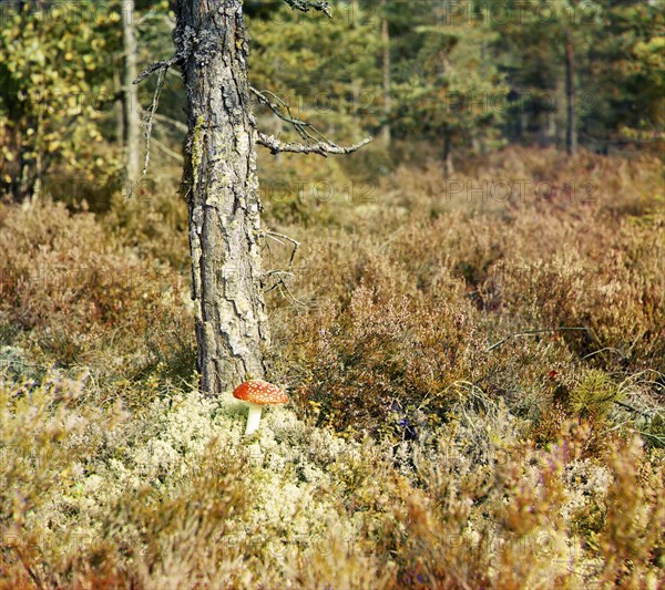 Fly agaric, between 1905 and 1915. Creator: Sergey Mikhaylovich Prokudin-Gorsky.