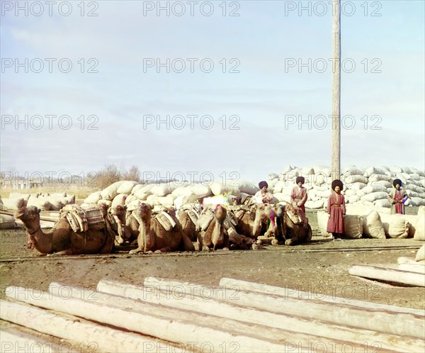 Group of camels and four men posed in front of piles of sacks, logs in..., between 1905 and 1915. Creator: Sergey Mikhaylovich Prokudin-Gorsky.
