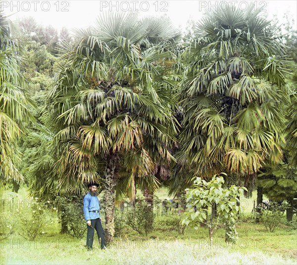Alley of Chamaerops excelsus [windmill palm], between 1905 and 1915. Creator: Sergey Mikhaylovich Prokudin-Gorsky.