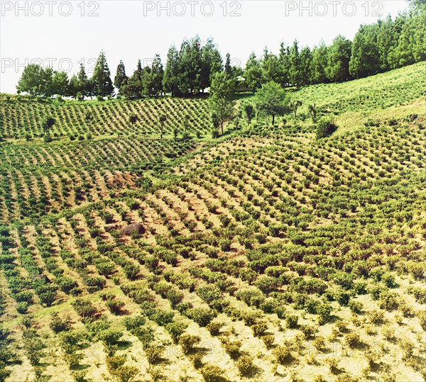 Tea plantations, Chakva, between 1905 and 1915. Creator: Sergey Mikhaylovich Prokudin-Gorsky.