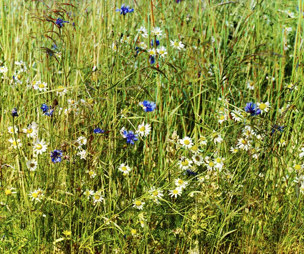 Cornflowers in a field of rye [Russian Empire], 1909. Creator: Sergey Mikhaylovich Prokudin-Gorsky.