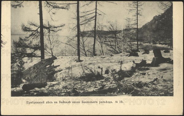 Coastal forest on Lake Baikal near the Baklany junction, 1905. Creator: Unknown.