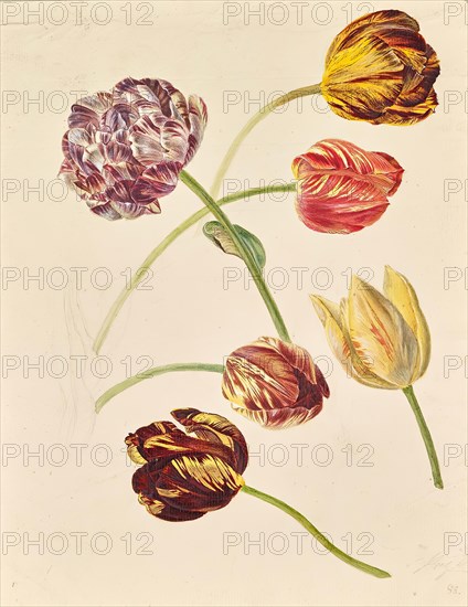 Tulips, around 1840/1850. Creator: Leopold von Stoll.