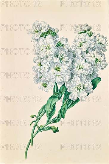 White flowers, undated. Creator: Leopold von Stoll.
