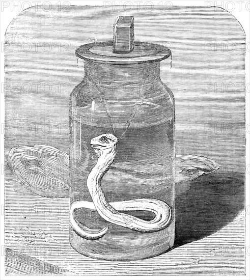 Young python in the Zoological Society's Gardens, 1862. Creator: Unknown.