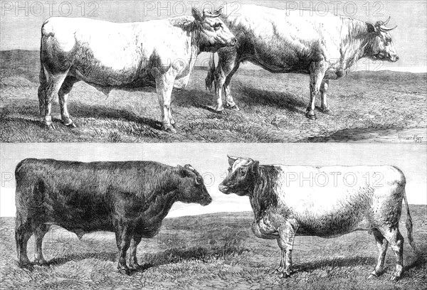 The International Cattle Show at Poissy, 1862. Creator: Harrison Weir.