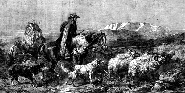 Tired Sheep - Glen Spean, Scotland, by R. Ansdell, from the exhibition of the Royal Academy, 1862. Creator: W Thomas.