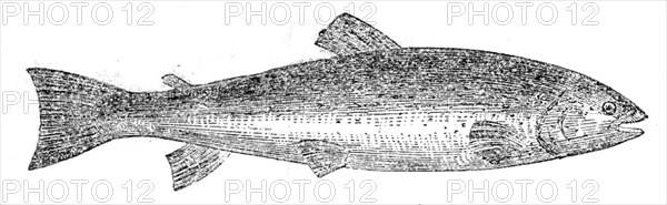 The Loch Leven Trout, 1862.  Creator: Unknown.