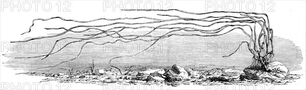The Zostera marina, or grass-wrack, Mr. Harben's proposed substitute for cotton, 1862. Creator: Unknown.