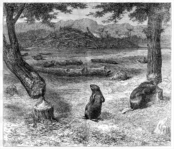Beavers cutting down trees, 1862. Creator: Unknown.