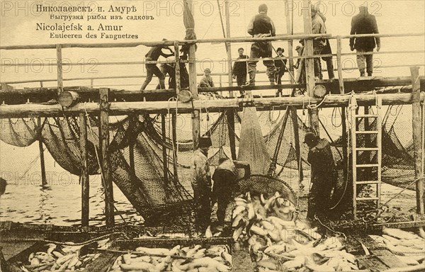 Nikolaevsk-on-Amur. Unloading fish from cages, 1900. Creator: Unknown.