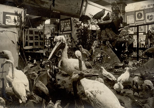 Exhibits of the West Siberian Imperial Russian Geographical Society; Birds of swamps and lakes, 1911 Creator: A. A. Antonov.