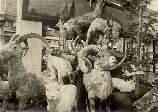Exhibits of the West Siberian Imperial Russian Geographical Society - Animal world, 1911. Creator: A. A. Antonov.