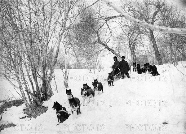 Dog sled expedition in the forest, 1910-1929. Creator: Ivan Emelianovich Larin.