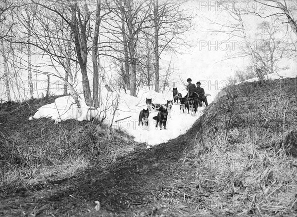 Dog sled in the forest, 1910-1929. Creator: Ivan Emelianovich Larin.