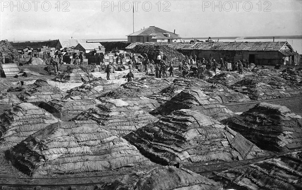 Fish salted using the dry Japanese method, folded into piles, 1910-1929. Creator: Ivan Emelianovich Larin.