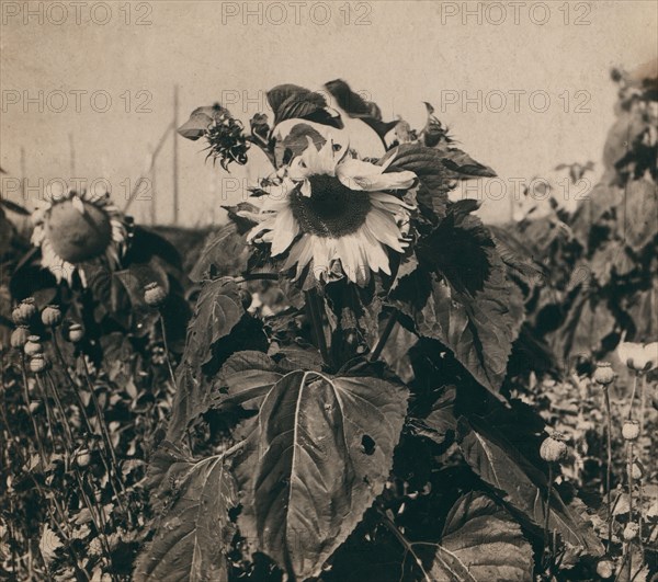 Sunflower, 1910. Creator: Sergey Mikhaylovich Prokudin-Gorsky.