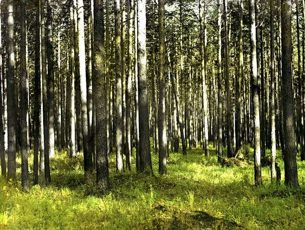 In the forest, 1912. Creator: Sergey Mikhaylovich Prokudin-Gorsky.