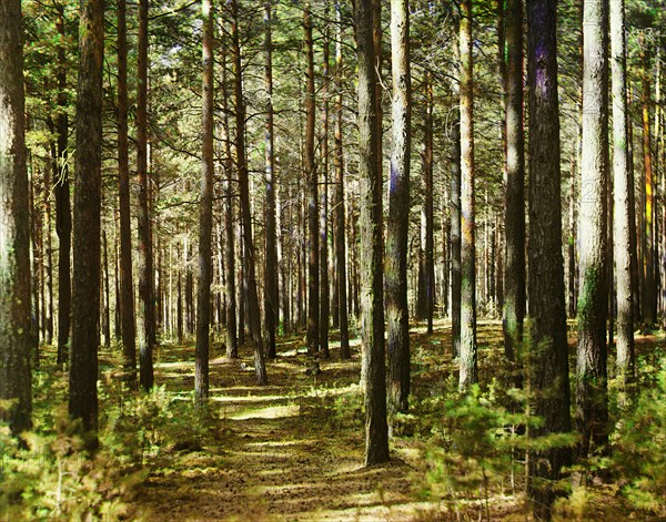 Forest, 1910. Creator: Sergey Mikhaylovich Prokudin-Gorsky.