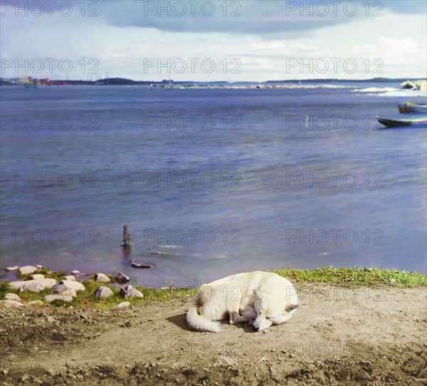 Studies on Lindozero (laika [dog breed]), 1915. Creator: Sergey Mikhaylovich Prokudin-Gorsky.