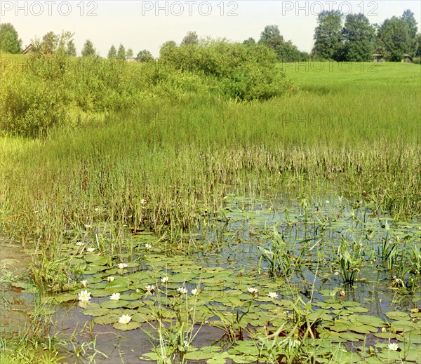 Study of the Ustye River near Borisoglebsk, 1911. Creator: Sergey Mikhaylovich Prokudin-Gorsky.