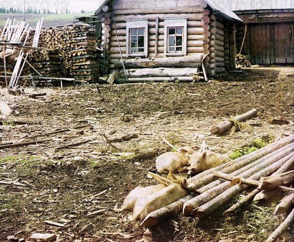 Piglets, 1912. Creator: Sergey Mikhaylovich Prokudin-Gorsky.