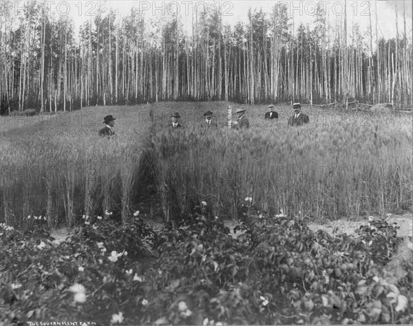 Measuring height of grain on government farm, 1916. Creator: Unknown.