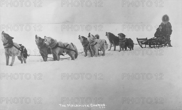 Dog sled team barking , 1920. Creator: Unknown.