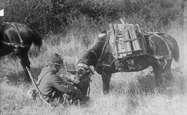 Pony carrying French Mitrailleuse, between c1914 and c1915. Creator: Bain News Service.