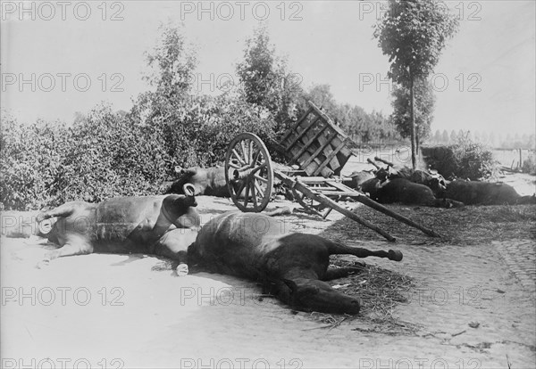 After the battle of Haelen, 1914. Creator: Bain News Service.