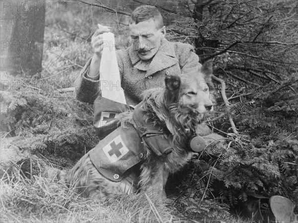 Bandages from kit of British Dog, between 1914 and c1915. Creator: Bain News Service.