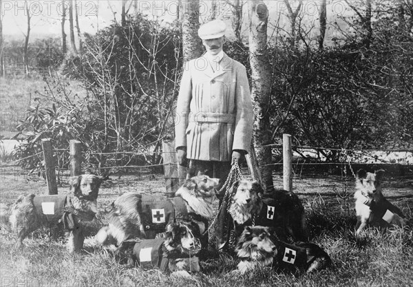 Maj. Richardson & British Red Cross dogs, between 1914 and c1915. Creator: Bain News Service.