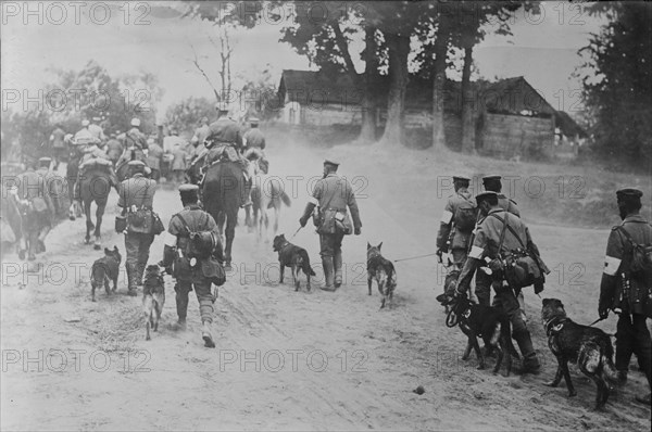 German Red Cross Dogs going to front, between c1915 and 1918. Creator: Bain News Service.