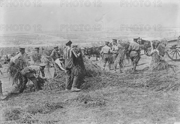 British soldiers feed horses, Apr 1917. Creator: Bain News Service.