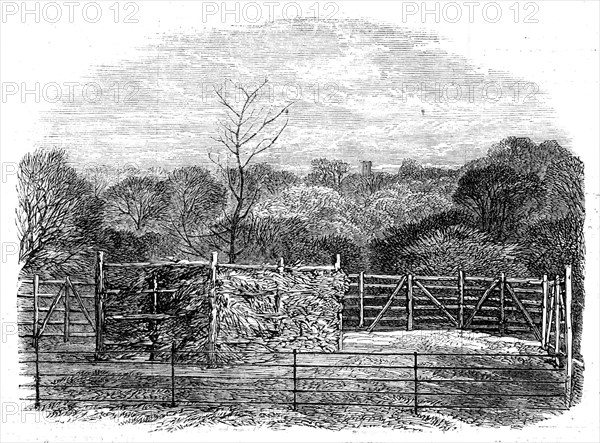 The Prince Consort's Oak, planted by Her Majesty in the Flemish farm, near Windsor..., 1862. Creator: Unknown.
