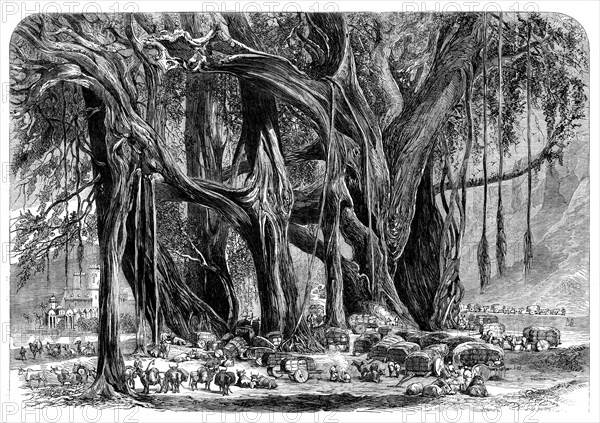 Cotton from India: a cotton convoy - night encampment under a banyan-tree, 1862. Creator: Unknown.