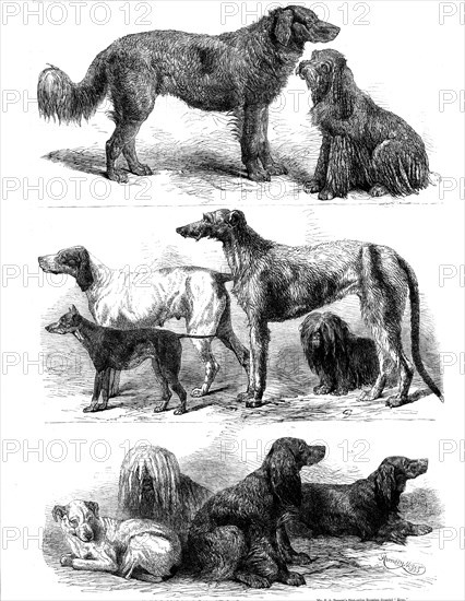 Prize dogs at the recent show, Birmingham, 1862. Creator: Harrison Weir.