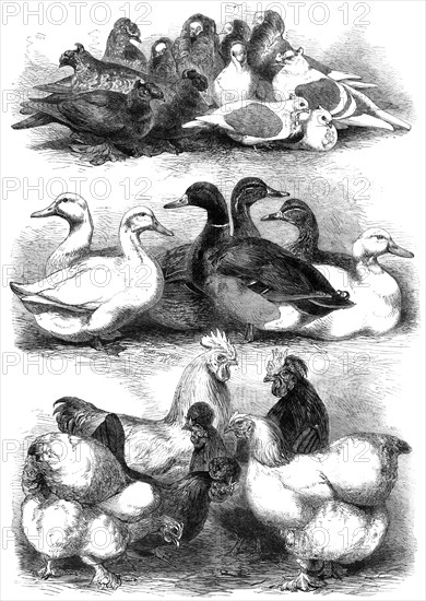 Prize pigeons and poultry at Bingley Hall, Birmingham, 1864. Creator: Harrison Weir.