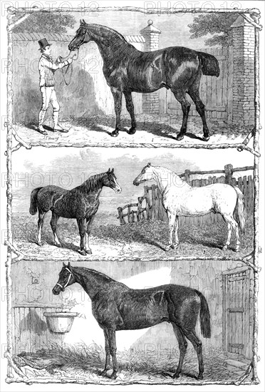 Prize horses at the Agricultural Hall, Islington, 1864. Creator: Unknown.
