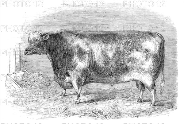 The First-Prize Shorthorn Bull, 1864. Creator: Unknown.