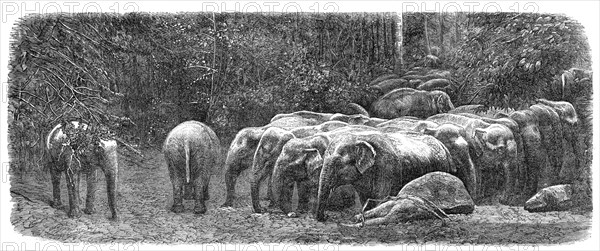 Mode of capturing wild elephants in Ceylon: herd of wild elephants, 1864.  Creator: Unknown.