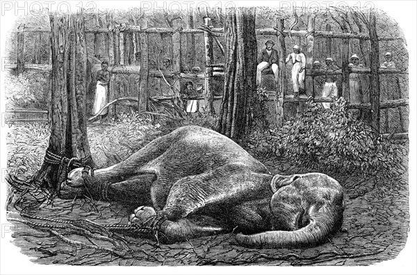 Mode of capturing wild elephants in Ceylon: an elephant noosed, 1864. Creator: Unknown.