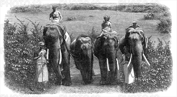 Mode of capturing wild elephants in Ceylon: taming a wild elephant, 1864. Creator: Unknown.