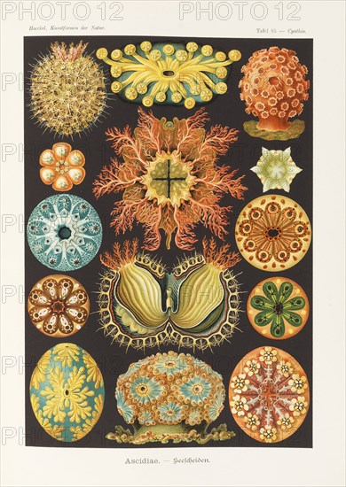 Art forms of nature, 1899-1903. Creator: Haeckel, Ernst (1834-1919).