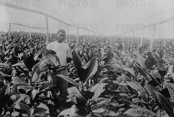 Porto [Puerto] Rico -- Raising tobacco under Cheese Cloth, between c1915 and c1920. Creator: Bain News Service.