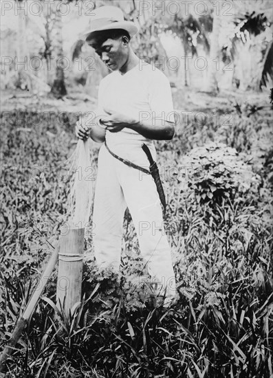 Placing buntal straw in vinegar, between c1915 and c1920. Creator: Bain News Service.