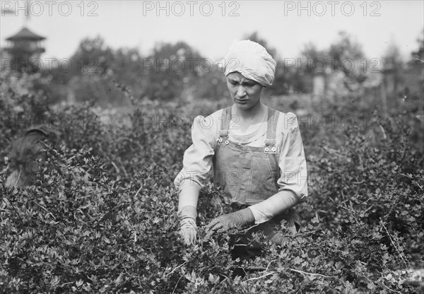 Worming, Belmont Farm for girls, between c1910 and c1915. Creator: Bain News Service.